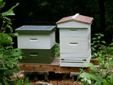Moveable frame beehive