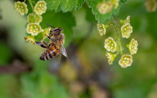 Pollinating bee