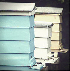 Langstroth beehives