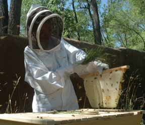 Beekeeping suit