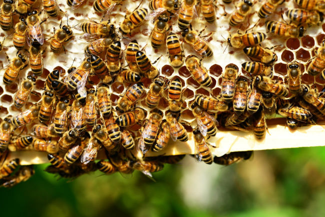 Bees on a frame