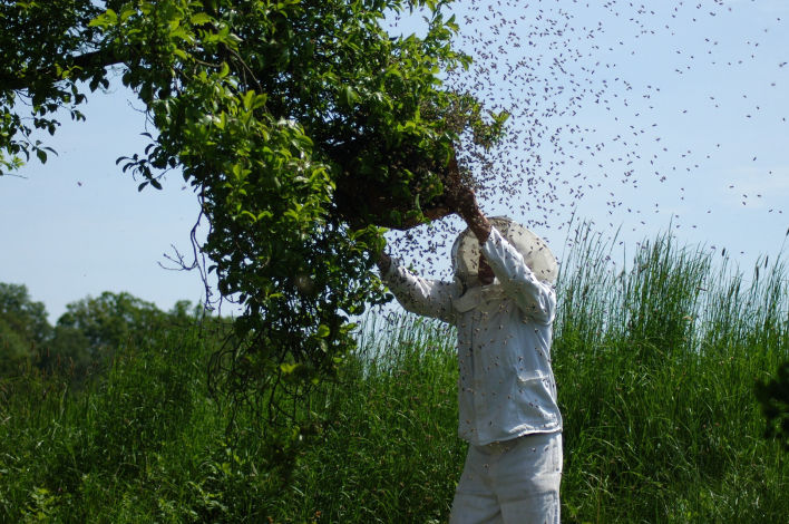 Catching a swarm of bees