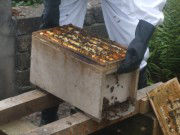 Bees in a nuc box